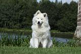 SAMOYEDE 009